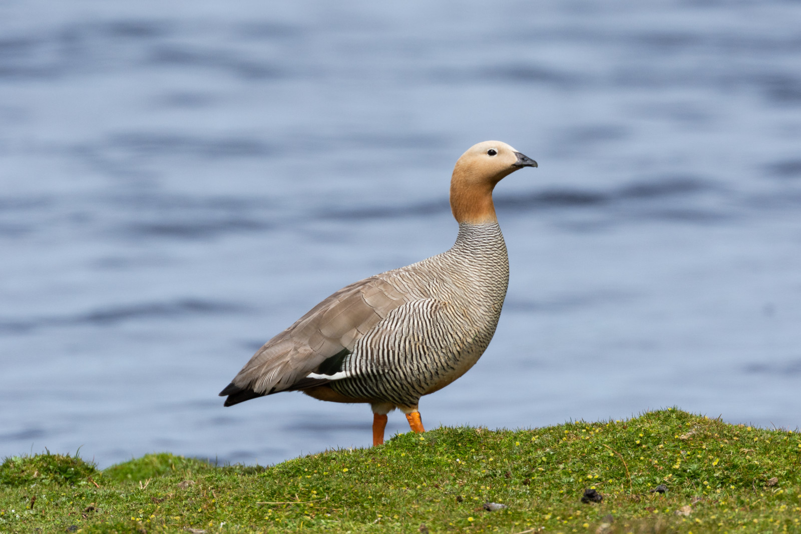 image Ruddy-headed Goose